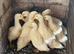 Pekin Ducks