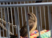Strawberry Finches