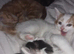 British Shorthair x Calico cross kittens