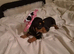 9 week old female pup