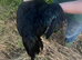 Ayami cemani cockerel