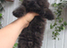 female kittens