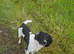 English springer spaniel