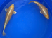 3x Yamabuki ogon koi