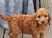 Health check Cockapoo Puppy DNA clear