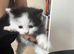 Male kittens