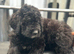 F1 STANDARD BLACK AND WHITE BERNADOODLE GIRL