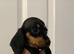 Miniature dachshund