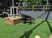 3 Labrador pups available