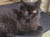 GCCF reg British Longhair boy
