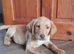 9 week old Labrador puppy