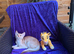 Champion BL Cinnamon Silver Abyssinian Female Available
