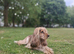 Outstanding F1 Cockerpoo Puppies &ndash; Exceptional Colours &ndash; Raised in Our Family Home