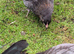 Copper & blue marans