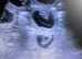 Pet Microchipping and Ultrasound scanning