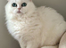 Zeus, Rare Copper Silver, British Shorthair, Male