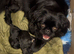 Outstanding Pekingese puppies