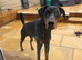 Male Doberman kc reg for sale in tact
