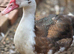 Muscovy ducks