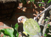 hand reared yellow sided conures