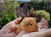 Baby guinea pigs BLACKPOOL AREA