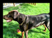 4 YEAR OLD DOBERMANN DOG - £500