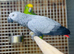 African grey talking parrot