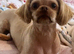 Female shihtzu