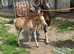 Lovely mare and filly foal for sale