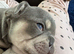 2 stunning kc registered French bulldog puppies.