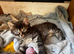 Maine coon x Norwegian forest kittens