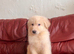 Ready to leave pedigree GSD pups