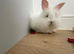Angora Lion head mixed breed bunny