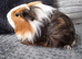 2 Cavy Guinea Pig girls