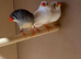 3 hen zebra finches