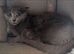 Russian blue female in need new home