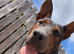 Chinese red dog for sale