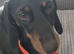 Male miniature dachshund