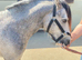 Section a colt