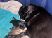 1 beautiful pug boy left