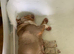 Stunning Rare silver/ lilac Bulldog Puppies