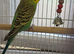 Beautiful Baby green Boy