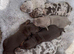 Miniature dachshund