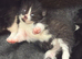 6 x kittens for sale