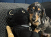Adorable lil miniature dachshund pups read see all details below
