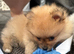 Gorgeous litter of fluffy poms