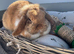 Pure bred show quality Mini lop does