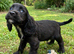 Exceptional cocker spaniels