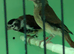 Alrio canary