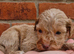 Stunning toy cockerpoo puppies
